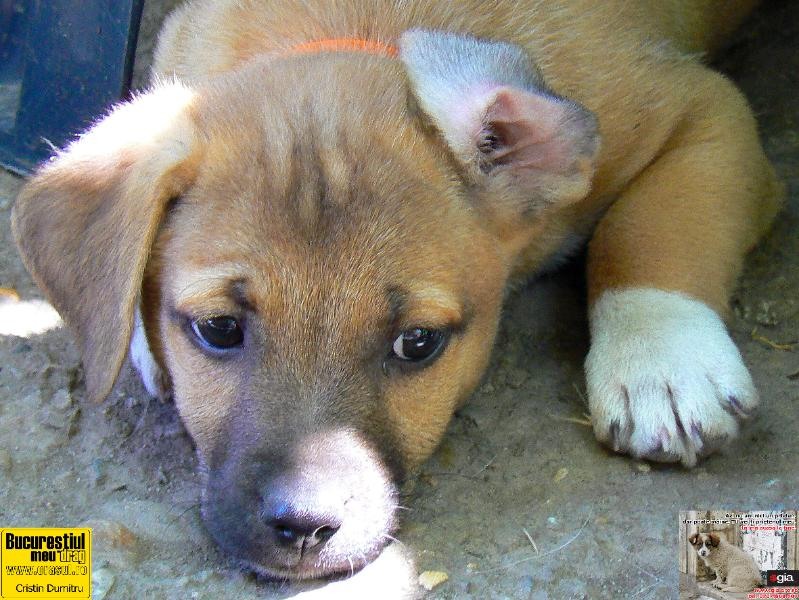 cristin-dumitru-strengarul