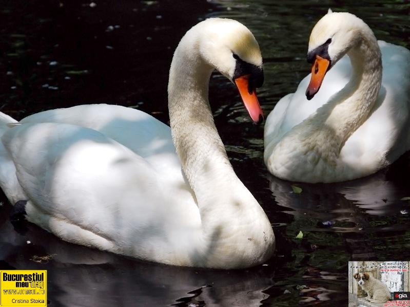 cristina-stoica_orange