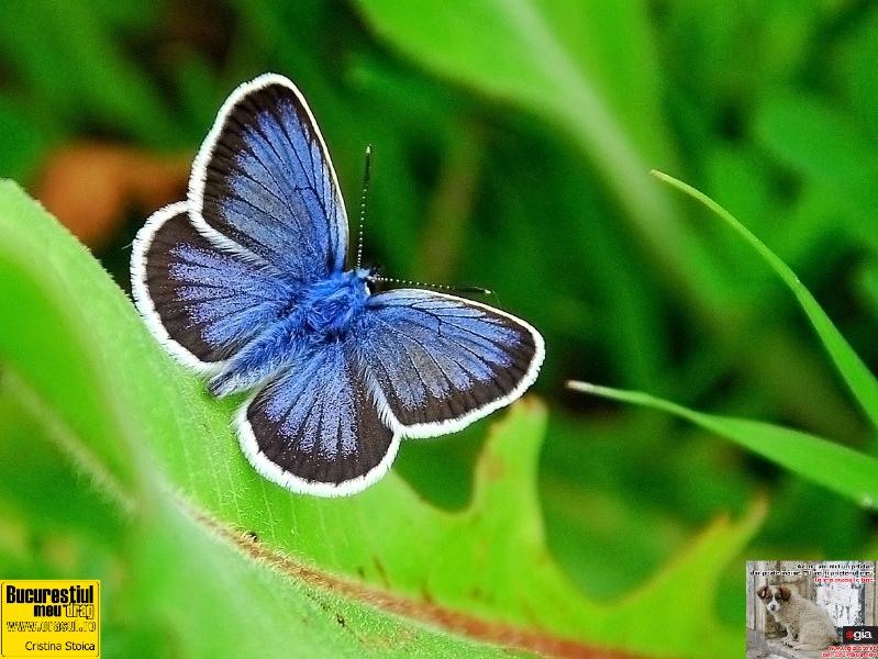 cristina-stoica_the-butterfly