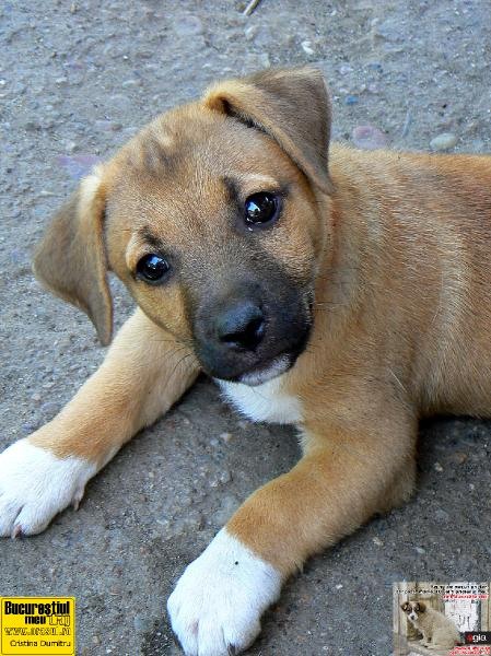 cristinadumitru-sinceritate