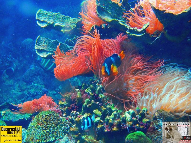 gabriela-mihaila-pestisori