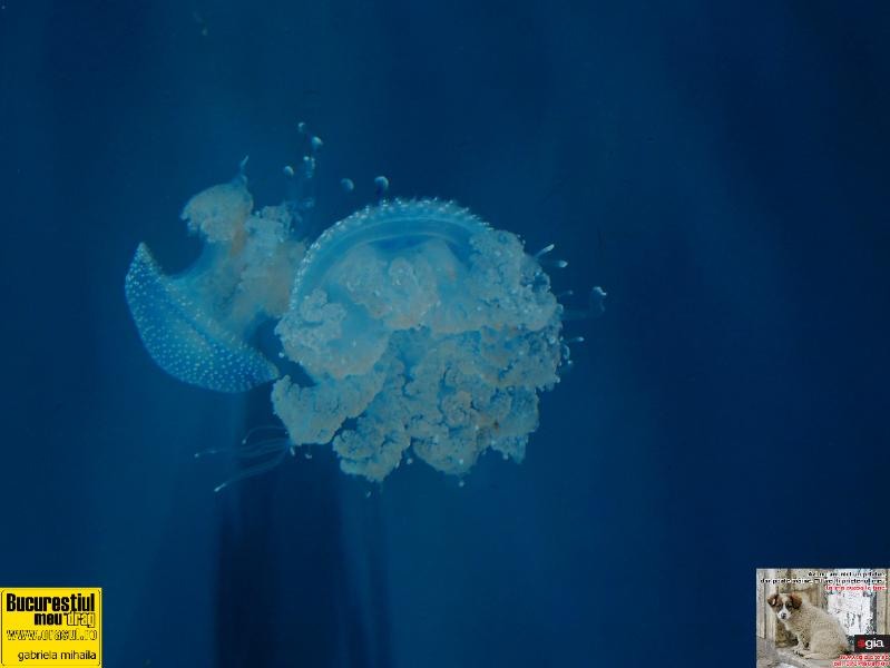 gabriela-mihalia-lumea-subacvatica