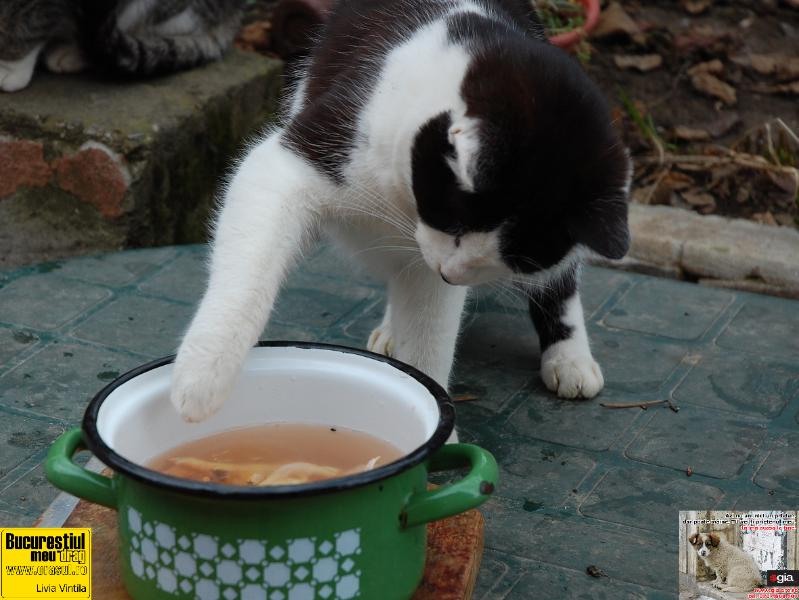 livia-vintila-pescar-amator