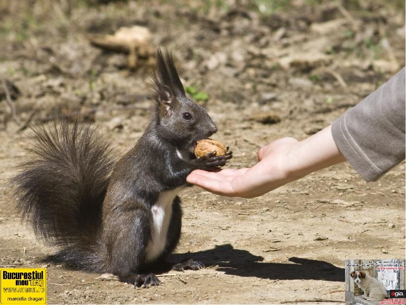 marcella-dragan_veverita