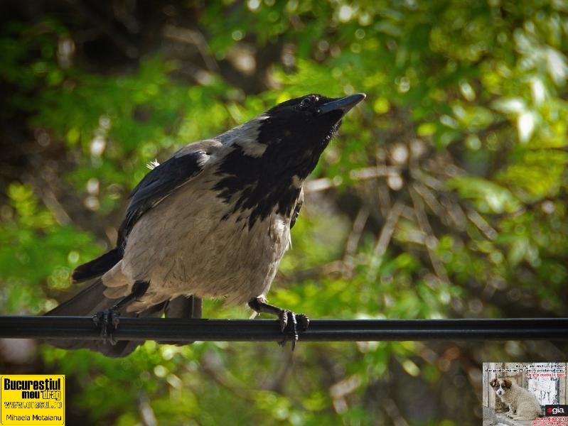 mihaela-motaianu_pasare