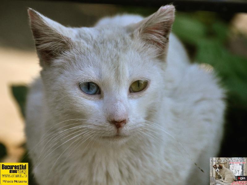 mihaela-motaianu_pisica