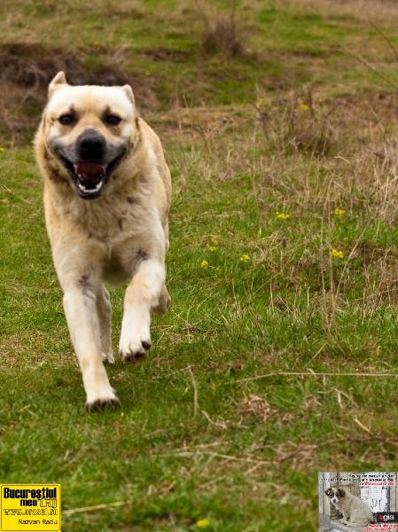 razvanradu_cainealergand