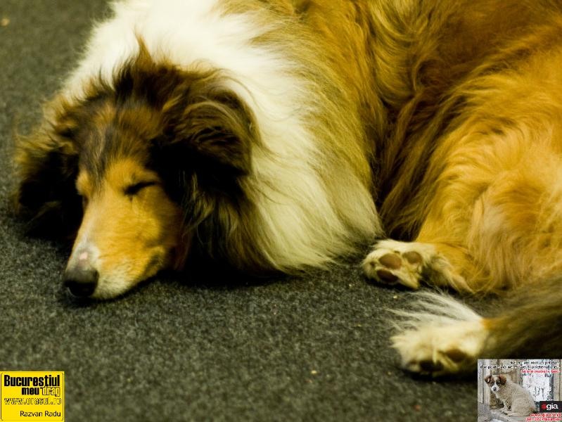 razvanradu_cainecollie