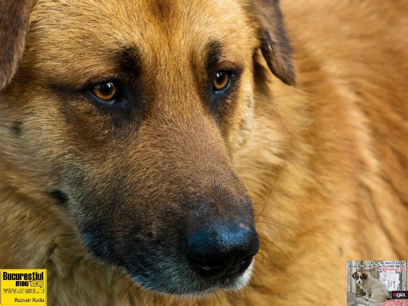 razvanradu_cainesiatat