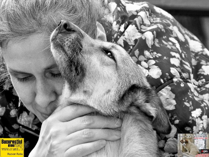 razvanradu_cainesidoamna