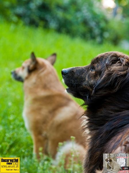 razvanradu_cainipazitori