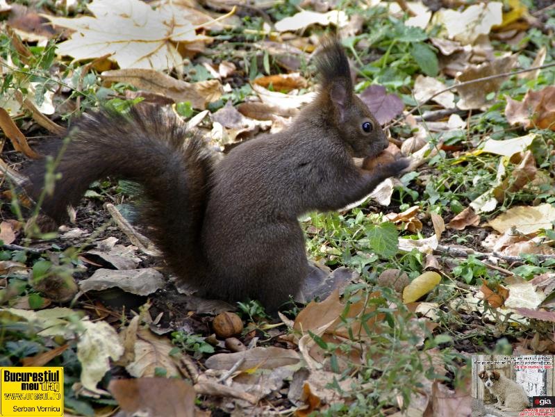 serban_vornicu_savoarea-toamnei