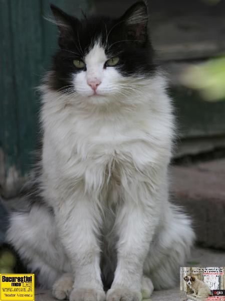 teodor-nicolescu_motanul-giovani