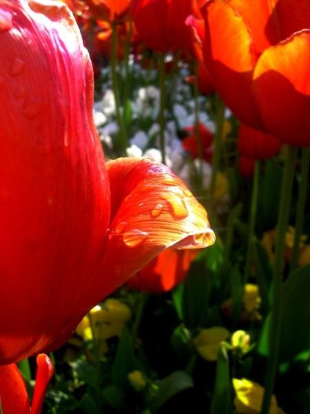 20090430_patricia_04