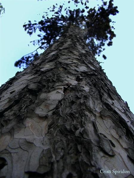 20081004_cristisp_14