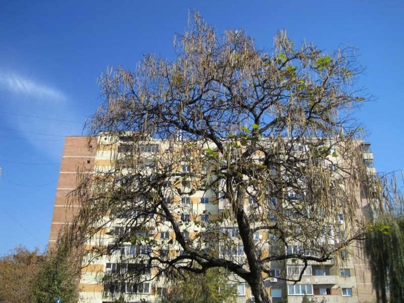 73230_1614120123702_1557272378_1470027_401176_n