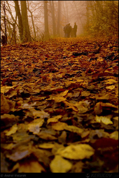 kerucov_andrei_vocurek_padurea_pustnicu_23