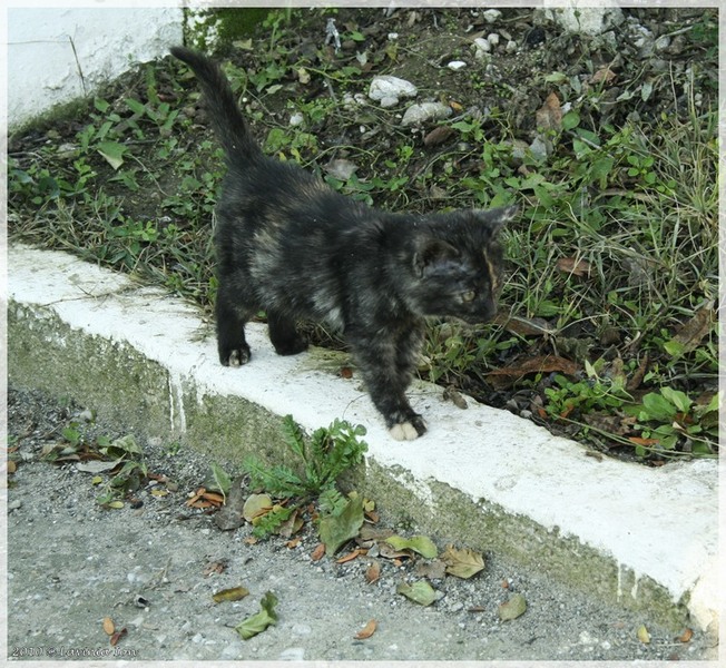 vreau-putina-dragoste