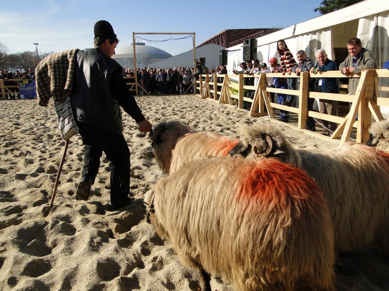 In padocul de premiere