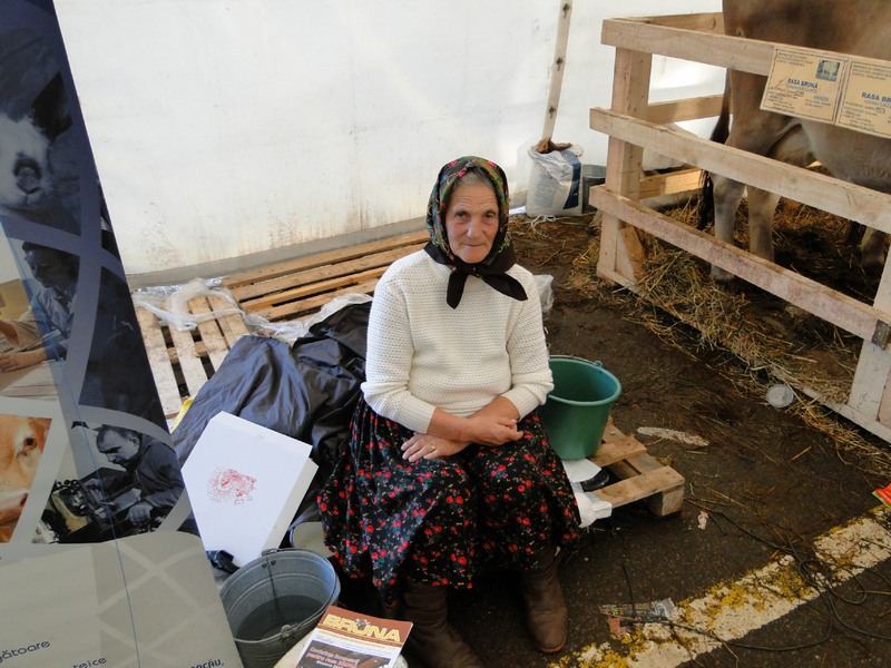 Stapana unor vaci medaliate - Sighetul Marmatiei