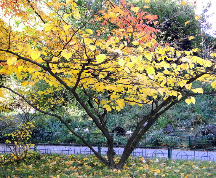 hamamelis-japonica-mill