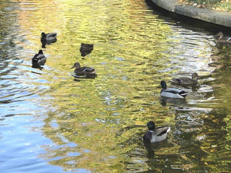 Rate si unduiri de apa