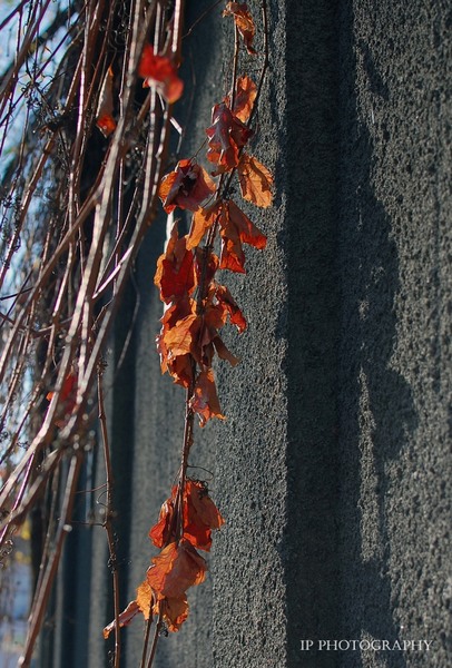 natura-si urmeaza cursul