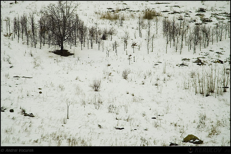 kerucov_palatul_parlamentului_20