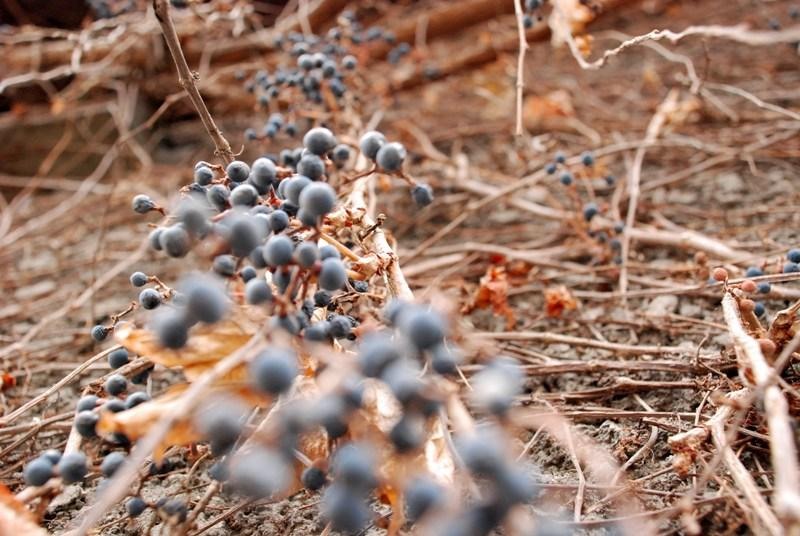 20081221_cristind_16