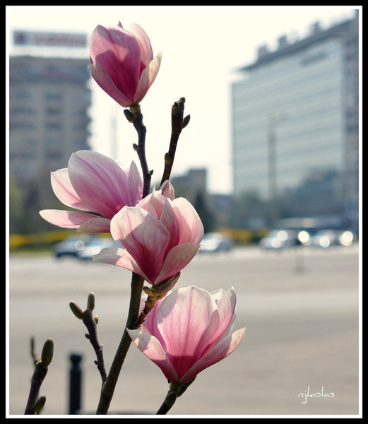 4507498697_31c2cefe56_b