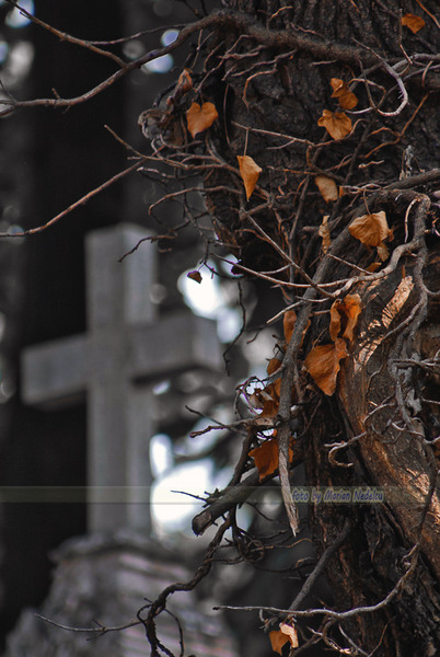 Natura moarta din cimitirul Bellu