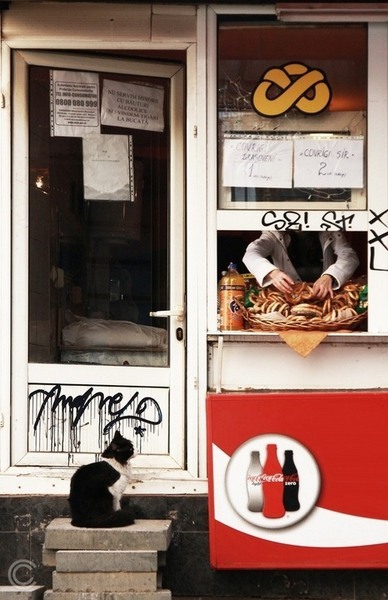 pisica de la covrigarie