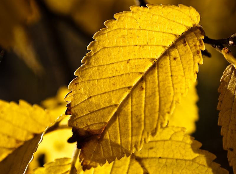 012-padurea-pustnicu