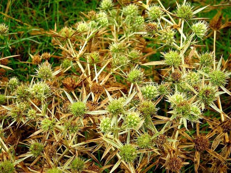 florinst_20081004_01