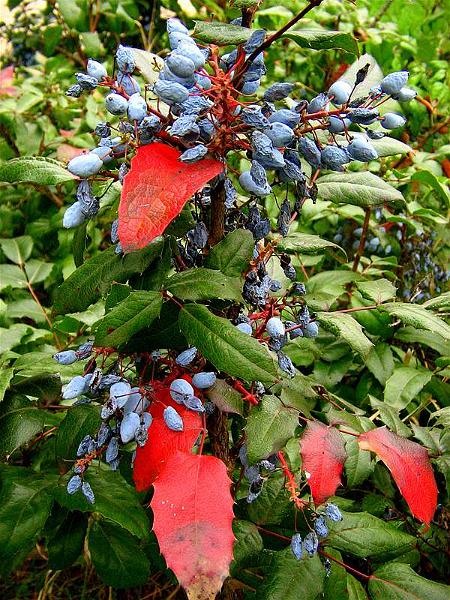 florinst_20081004_15