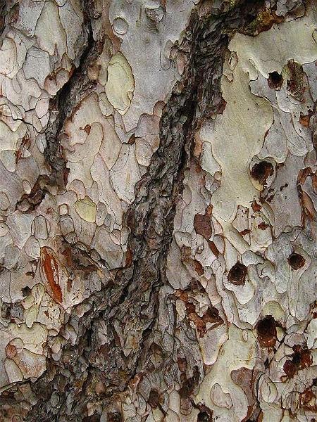 florinst_20081004_22