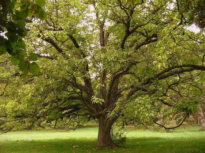 florinst_20081004_23