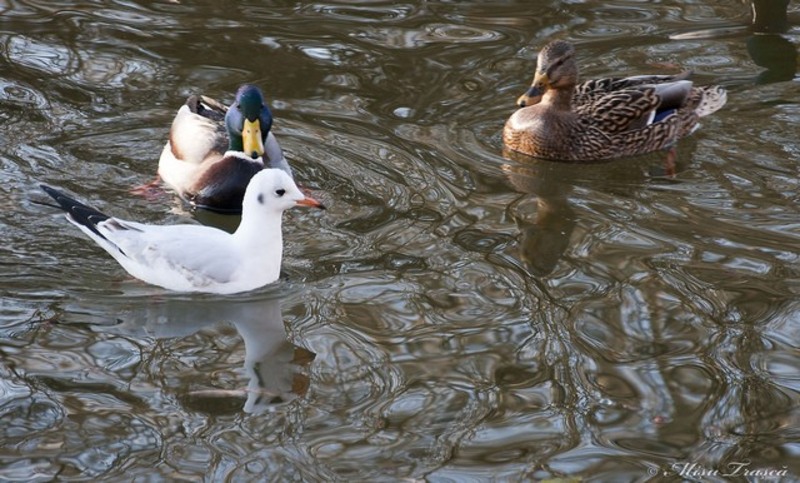 _primavara_de_craciun_03