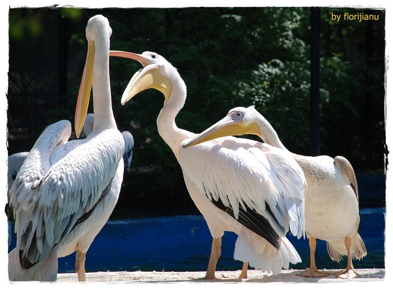 ce-ai-facut-maaa-de-flori-jianu