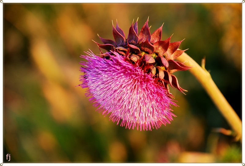 frumusetea-maracinilor-de-florijianu