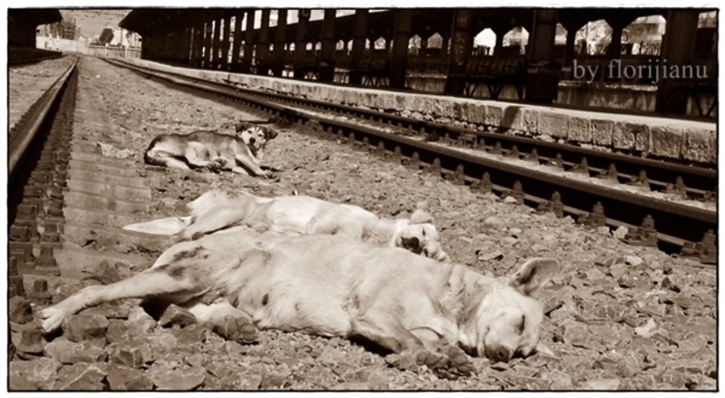 lenea-e-cucoana-mare-parol-de-florijianu