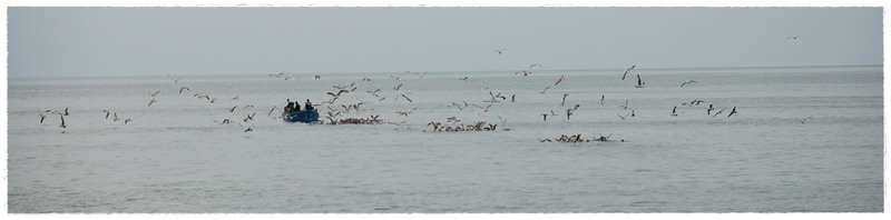 pescarusii-oportunisiti-de-florijianu