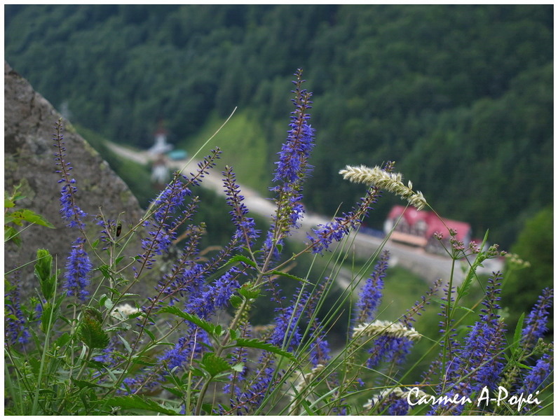 flowers from Poienari