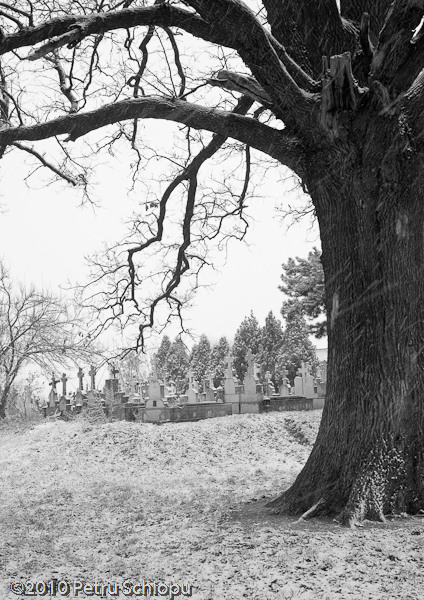 001-cernica-by-fotigrafu