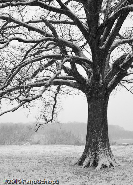 002-cernica-by-fotigrafu