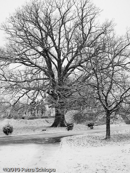 003-cernica-by-fotigrafu