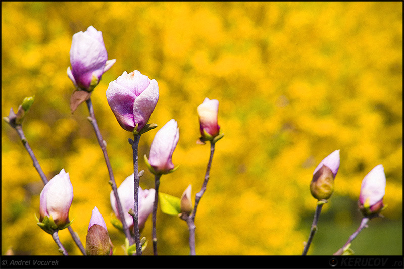 kerucov_orasul_berzei_muzeul_satului_12