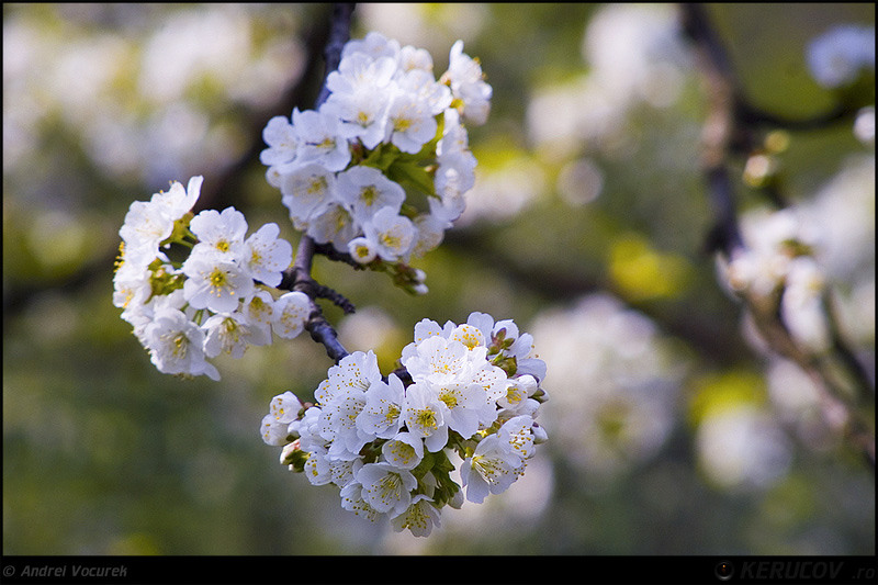 kerucov_orasul_berzei_muzeul_satului_21