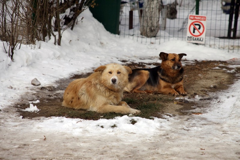 Nu parcati! Garaj pazit!