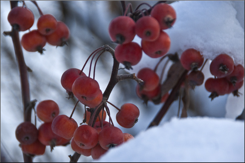 serbanv_strliniei_19